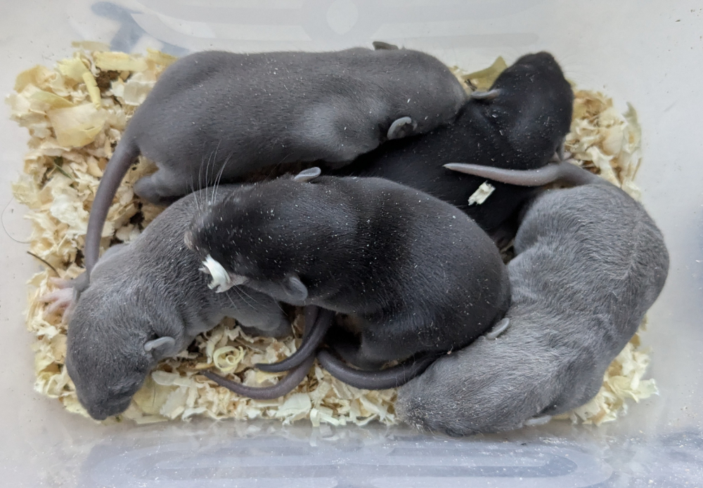 7 days old
