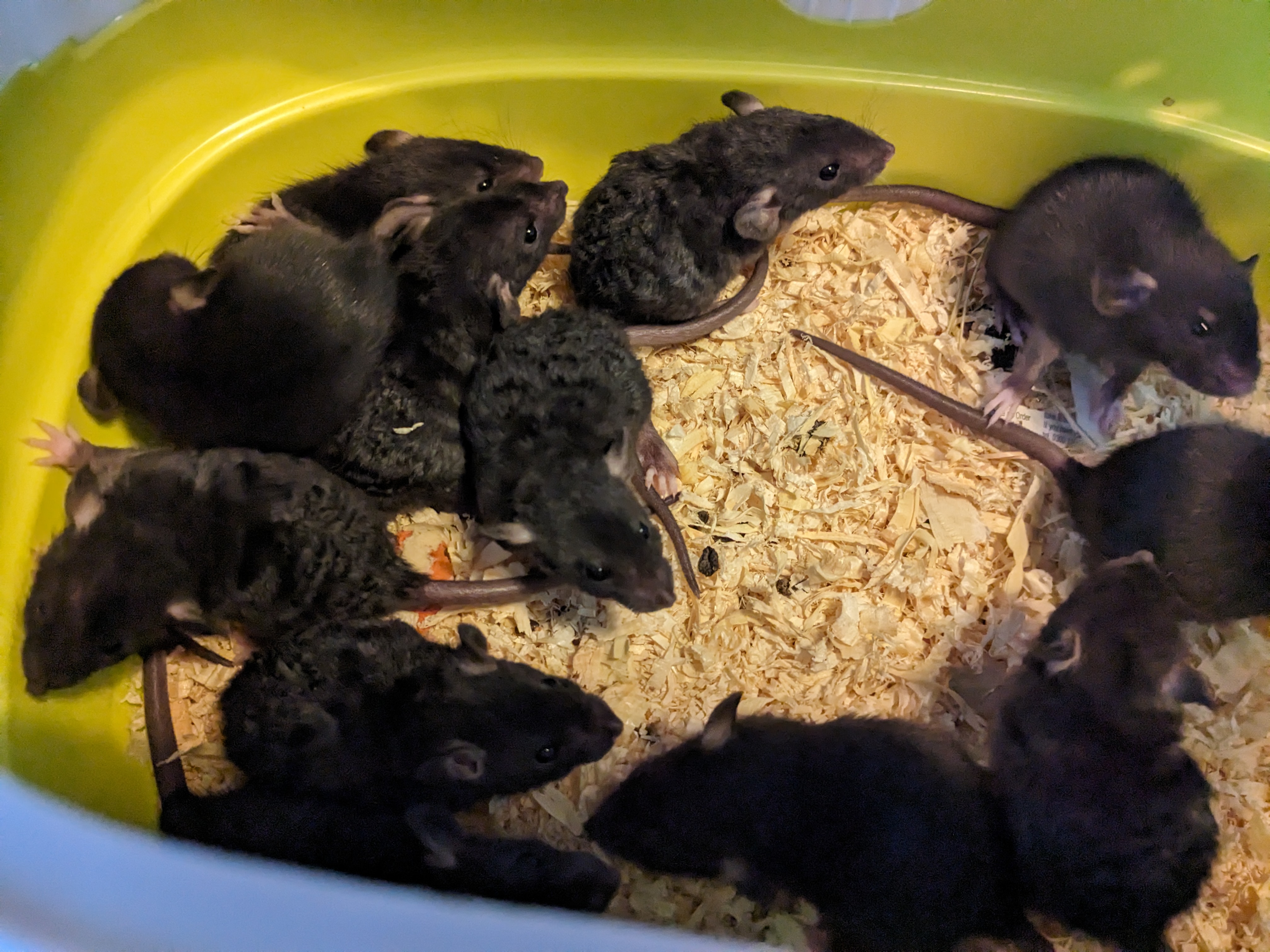 7 days old